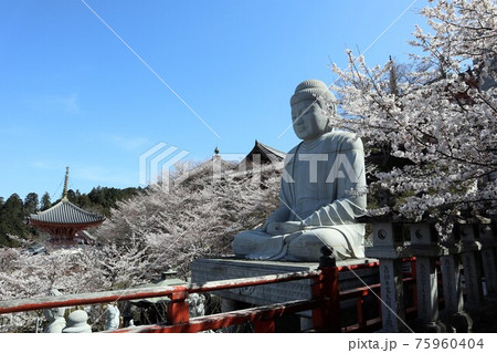 奈良県　壷阪寺の桜大仏 75960404