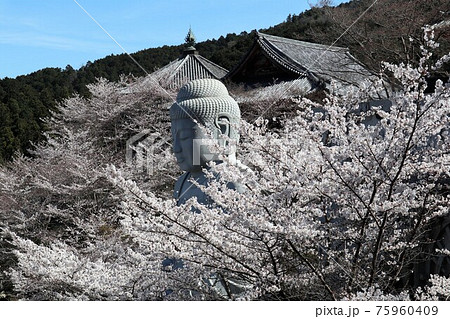 奈良県 壷阪寺の桜大仏 奈良県 壷阪寺の桜大仏 75960409