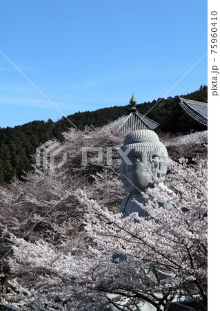 奈良県 壷阪寺の桜大仏 奈良県 壷阪寺の桜大仏 75960410