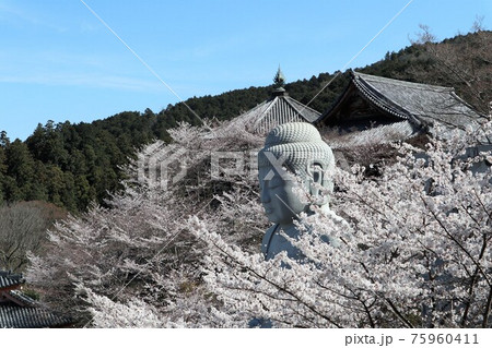 奈良県 壷阪寺の桜大仏 奈良県 壷阪寺の桜大仏 75960411