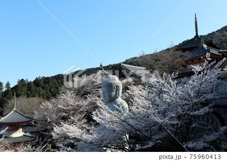 奈良県　壷阪寺の桜大仏 75960413