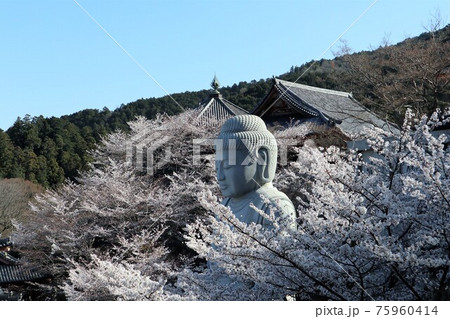 奈良県　壷阪寺の桜大仏 75960414