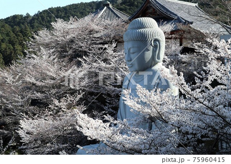 奈良県　壷阪寺の桜大仏 75960415