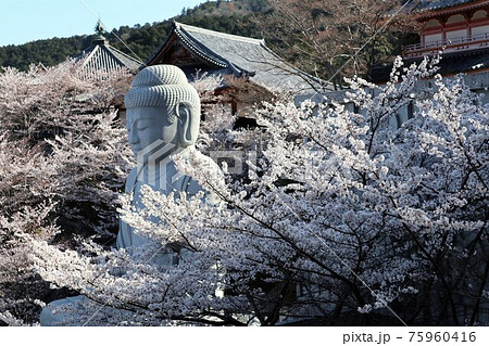 奈良県 壷阪寺の桜大仏 奈良県 壷阪寺の桜大仏 75960416