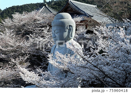 奈良県 壷阪寺の桜大仏 奈良県 壷阪寺の桜大仏 75960418