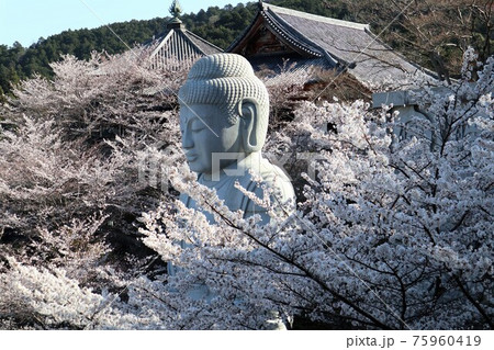 奈良県 壷阪寺の桜大仏 奈良県 壷阪寺の桜大仏 75960419