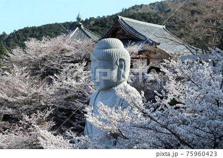 奈良県 壷阪寺の桜大仏 奈良県 壷阪寺の桜大仏 75960423
