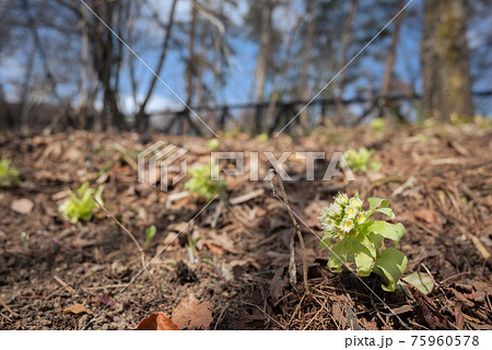 ふきのとう【春の訪れ】 75960578