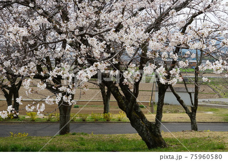 国の天然記念物 茨城県桜川市 磯部桜川公園の桜 国の天然記念物 茨城県桜川市 磯部桜川公園の桜 75960580