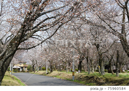 国の天然記念物　茨城県桜川市　磯部桜川公園の山桜 75960584