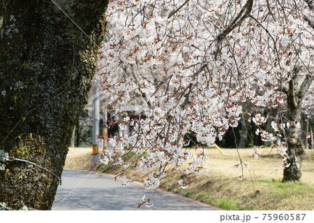 国の天然記念物　茨城県桜川市　磯部桜川公園の山桜 75960587