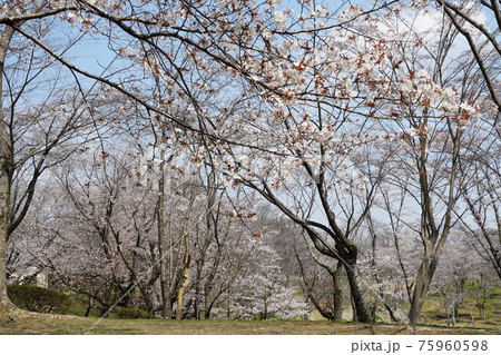 国の天然記念物　茨城県桜川市　磯部桜川公園の山桜 75960598