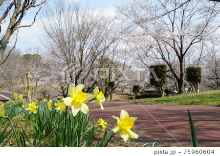 国の天然記念物 茨城県桜川市 磯部桜川公園の桜 国の天然記念物 茨城県桜川市 磯部桜川公園の桜 75960604