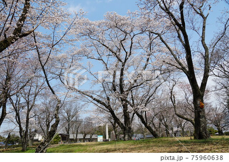 国の天然記念物　茨城県桜川市　磯部桜川公園の山桜 75960638