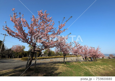 馬見丘陵公園 河津桜 馬見丘陵公園 河津桜 75960880
