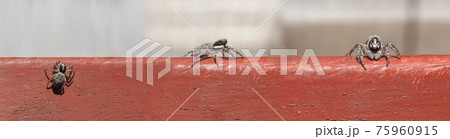 macro view of spider (arachnide), top side and front macro view of spider (arachnide), top side and front 75960915