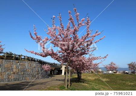 馬見丘陵公園 河津桜 馬見丘陵公園 河津桜 75961021