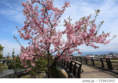 馬見丘陵公園 河津桜 馬見丘陵公園 河津桜 75961043