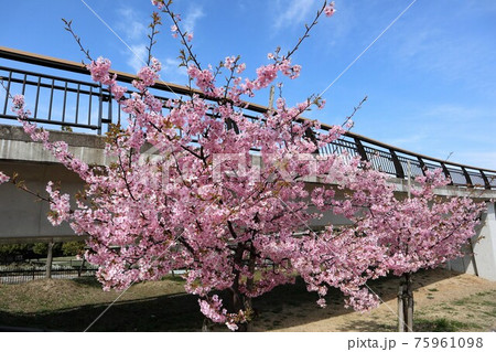 馬見丘陵公園 河津桜 馬見丘陵公園 河津桜 75961098