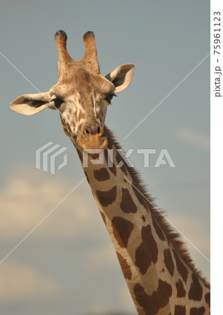 動物園38 75961123