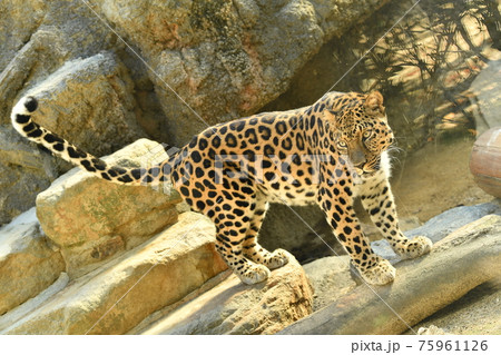 動物園41 動物園41 75961126