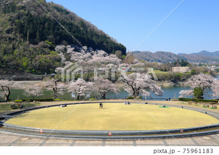 桜が満開の津久井湖城山公園水の苑地 75961183