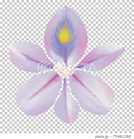 Watercolor-style pale purple water hyacinth flower Watercolor-style pale purple water hyacinth flower 75961260