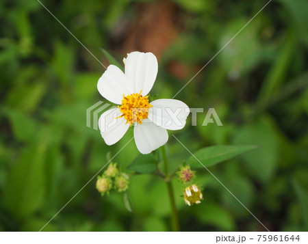 アワユキセンダングサ アワユキセンダングサ 75961644