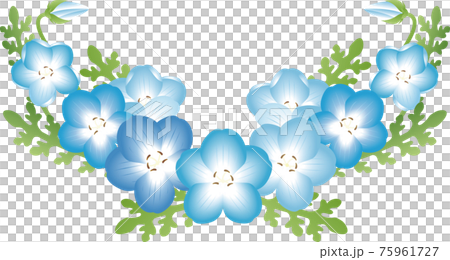 Nemophila 青金石karakusa 花春天裝飾裝飾插圖素材 插圖素材 圖庫