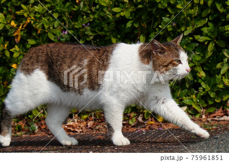 寒い冬が終わり出逢いの季節に野良猫カップル誕生 寒い冬が終わり出逢いの季節に野良猫カップル誕生 75961851