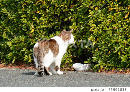 寒い冬が終わり出逢いの季節に野良猫カップル誕生 寒い冬が終わり出逢いの季節に野良猫カップル誕生 75961853