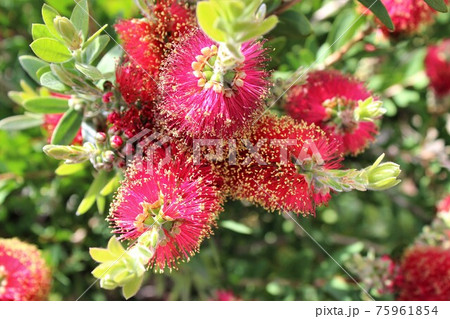 金宝樹の花が寄り添いながらも主張しています 金宝樹の花が寄り添いながらも主張しています 75961854