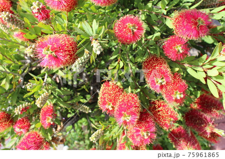 沢山のブラシノキの花は華やか 75961865