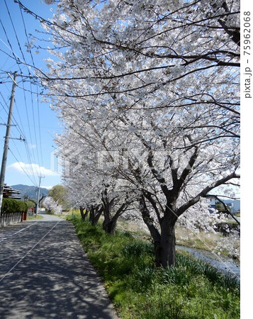 久原川と桜(福岡県糟屋郡久山町) 久原川と桜(福岡県糟屋郡久山町) 75962068