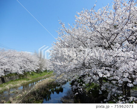 久原川と桜（福岡県糟屋郡久山町） 75962073