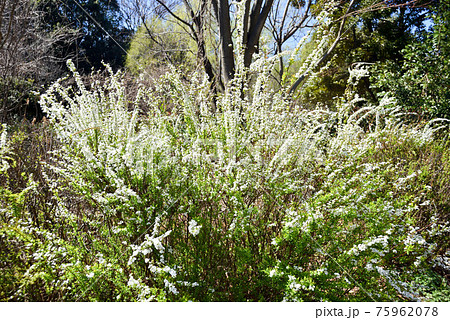 ユキヤナギ 75962078