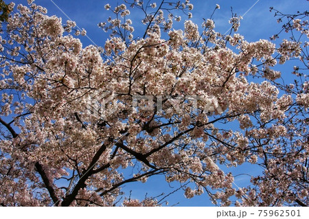 広島平和記念公園の満開の桜 広島平和記念公園の満開の桜 75962501