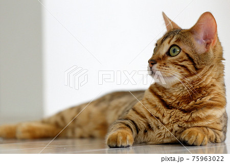 ヒョウ柄がとても綺麗なまだあどけない顔のベンガル 75963022