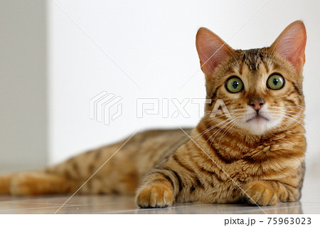 ヒョウ柄がとても綺麗なまだあどけない顔のベンガル 75963023