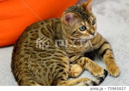 ヒョウ柄がとても綺麗なまだあどけない顔のベンガル 75963027