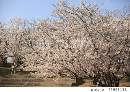 大牟田市 甘木山公園 桜、 大牟田市 甘木山公園 桜、 75963158