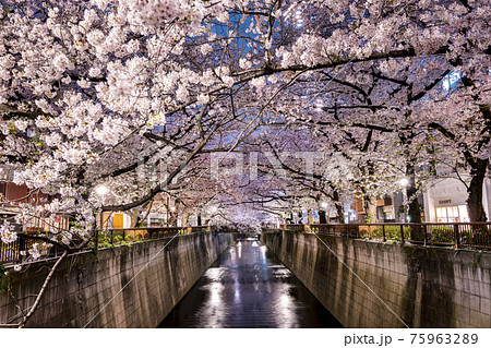 目黒川の夜桜 目黒川の夜桜 75963289