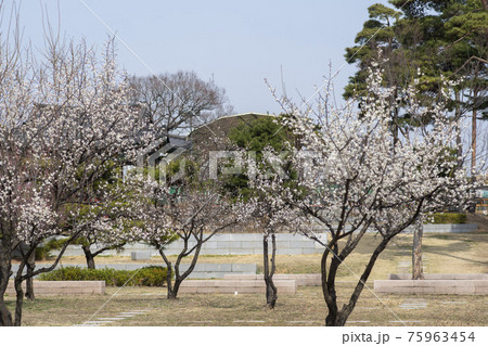 花 木 梅 75963454