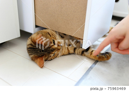 ヒョウ柄がとても綺麗なまだあどけない顔のベンガル 75963469