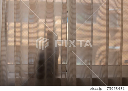 カーテン越しの外に興味津々で夢中のベンガル 75963481