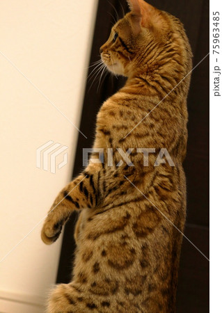 ヒョウ柄がとても綺麗なまだあどけない顔のベンガル 75963485