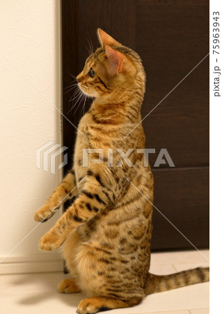 ヒョウ柄がとても綺麗なまだあどけない顔のベンガル 75963943