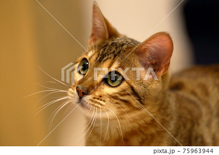 ヒョウ柄がとても綺麗なまだあどけない顔のベンガル 75963944