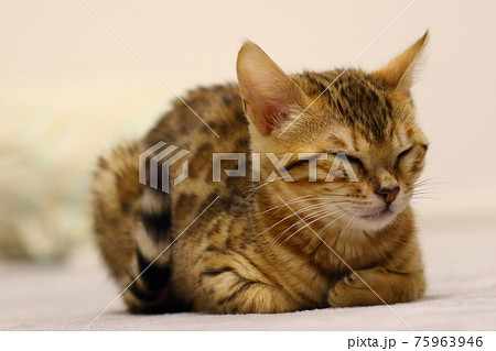 ヒョウ柄がとても綺麗なまだあどけない顔のベンガル 75963946