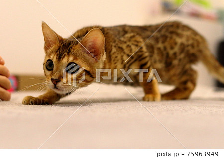 ヒョウ柄がとても綺麗なまだあどけない顔のベンガル 75963949